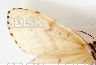 Butterfly Limantria dispar 0020
